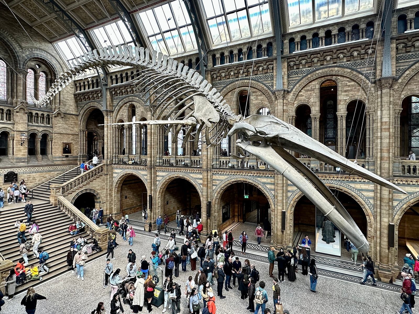 The blue whale skeleton in Hintze Hall, Natural History Museum