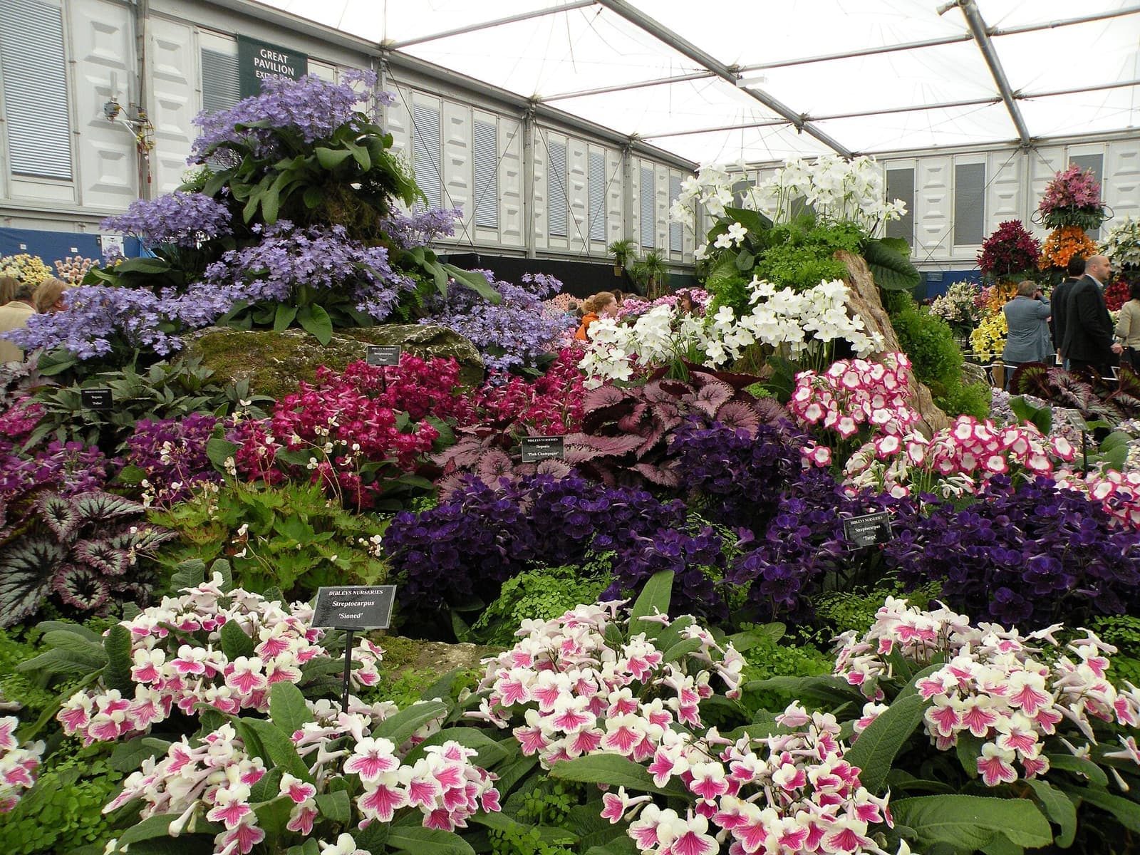 A bank of streptocarpus flowers at the Chelsea Flower Show